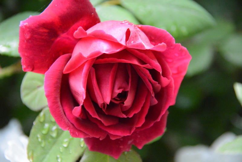 f:id:rotling:20150504112950j:image