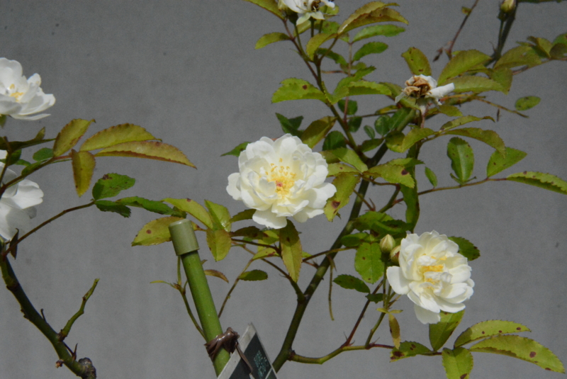 f:id:rotling:20150504113009j:image