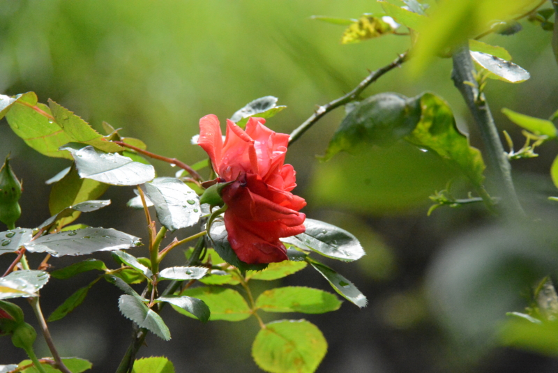f:id:rotling:20150504113032j:image