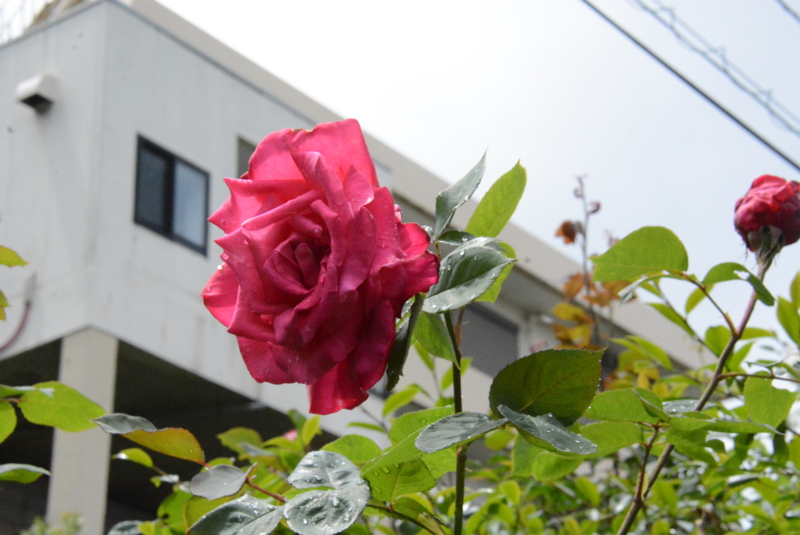f:id:rotling:20150504113040j:image