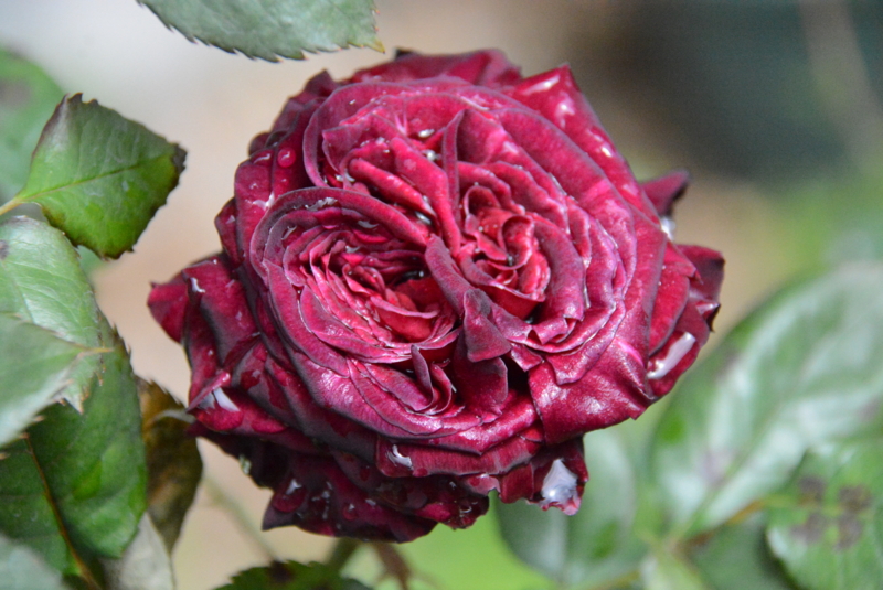 f:id:rotling:20150504113058j:image