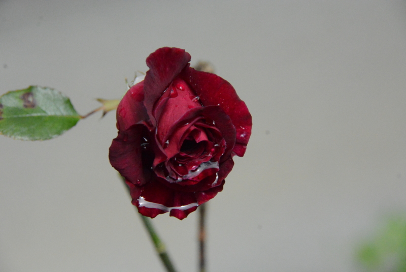 f:id:rotling:20150504113100j:image