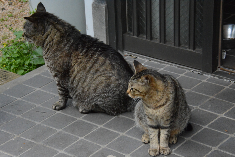 ねこ