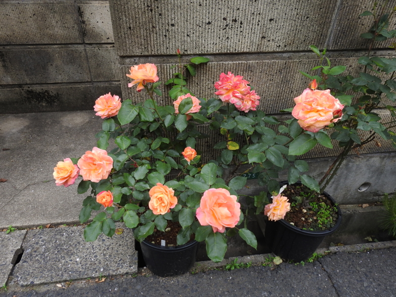 f:id:rotling:20150506172200j:image