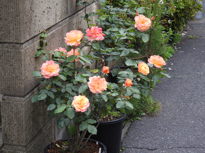 f:id:rotling:20150506172212j:image
