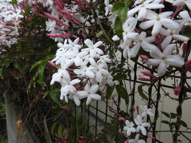 f:id:rotling:20150506173222j:image