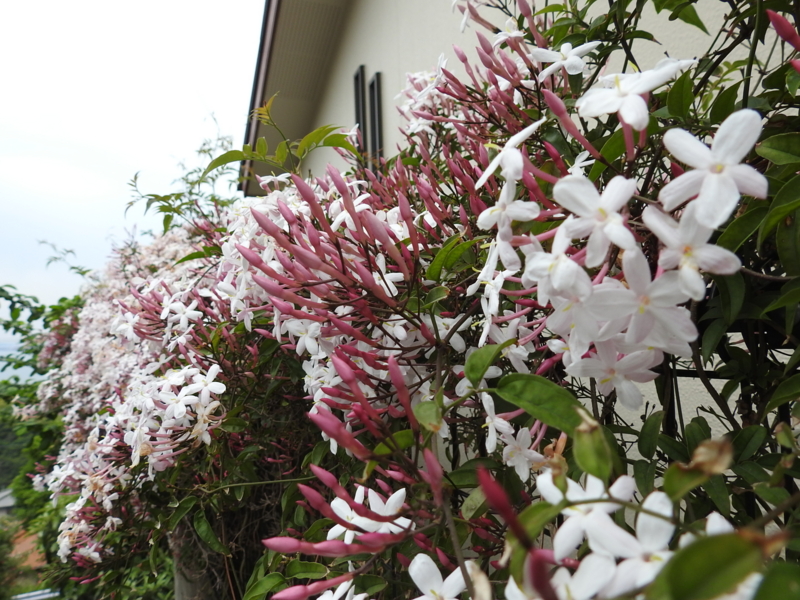 f:id:rotling:20150506173226j:image