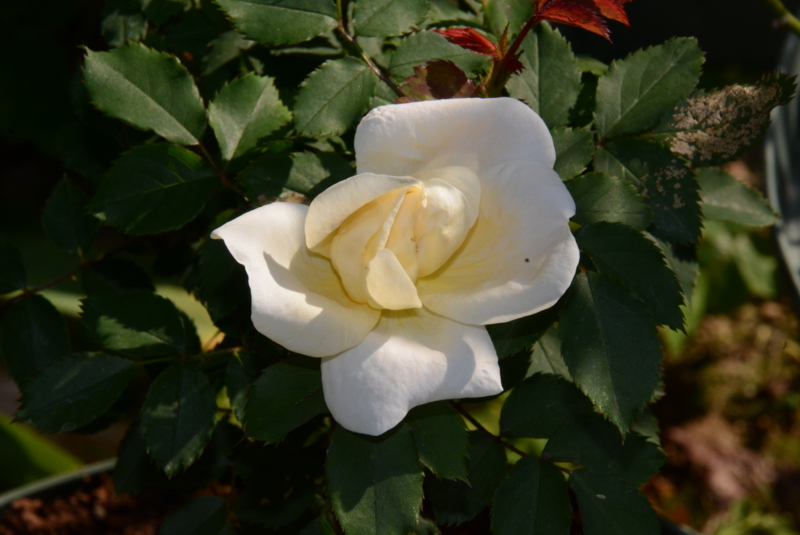 f:id:rotling:20150508074909j:image