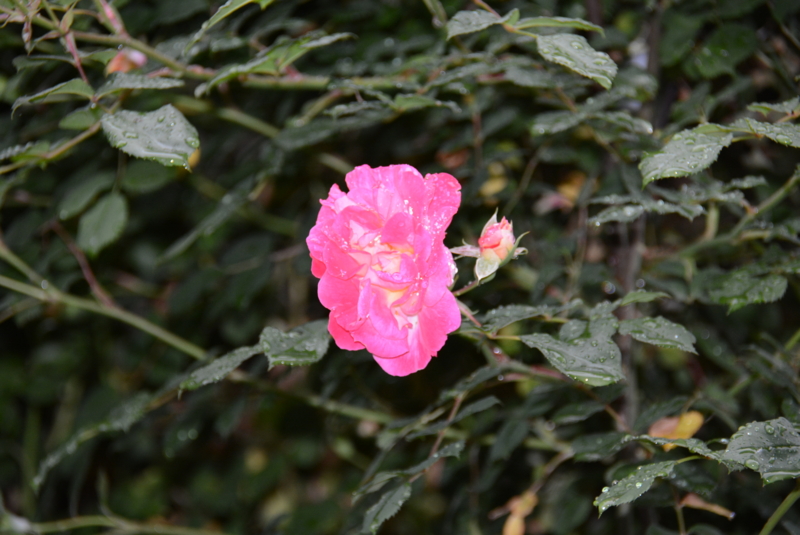 f:id:rotling:20150509072731j:image