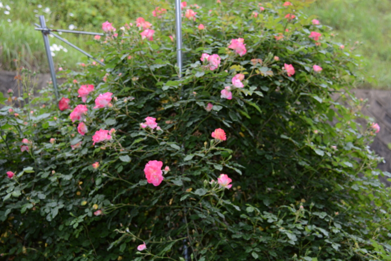 f:id:rotling:20150509072737j:image