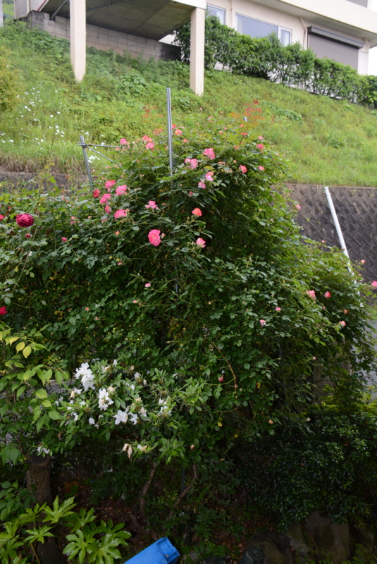 f:id:rotling:20150509072740j:image