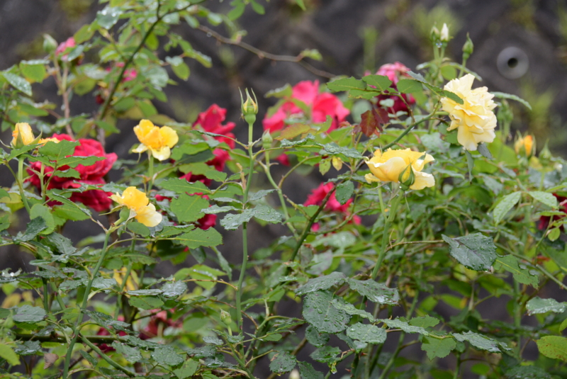 f:id:rotling:20150509072752j:image