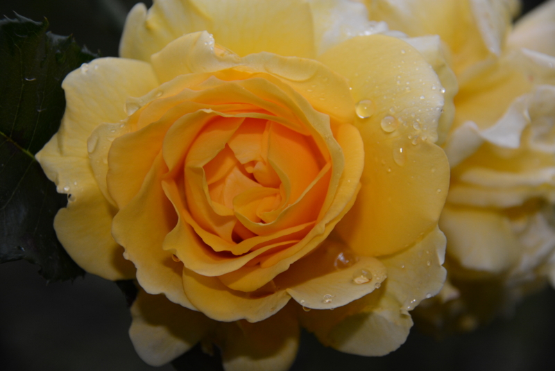 f:id:rotling:20150509073329j:image