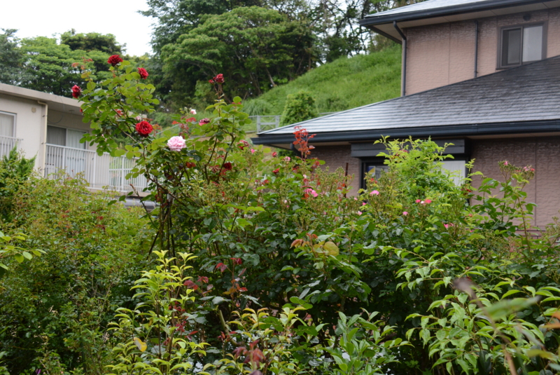 ドンファン、羽衣