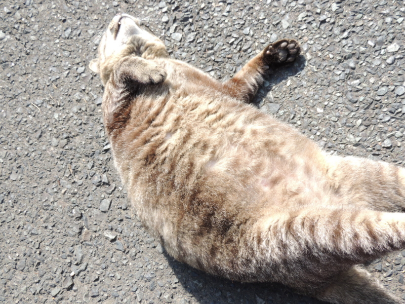 ねこ