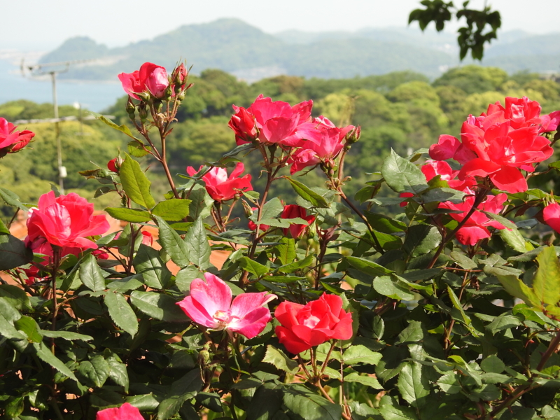 f:id:rotling:20150511085207j:image