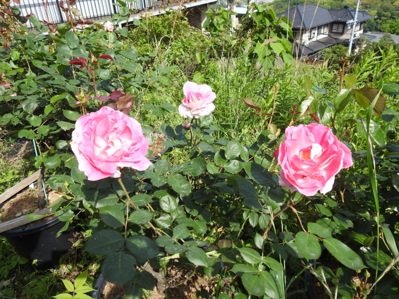 f:id:rotling:20150511085335j:image