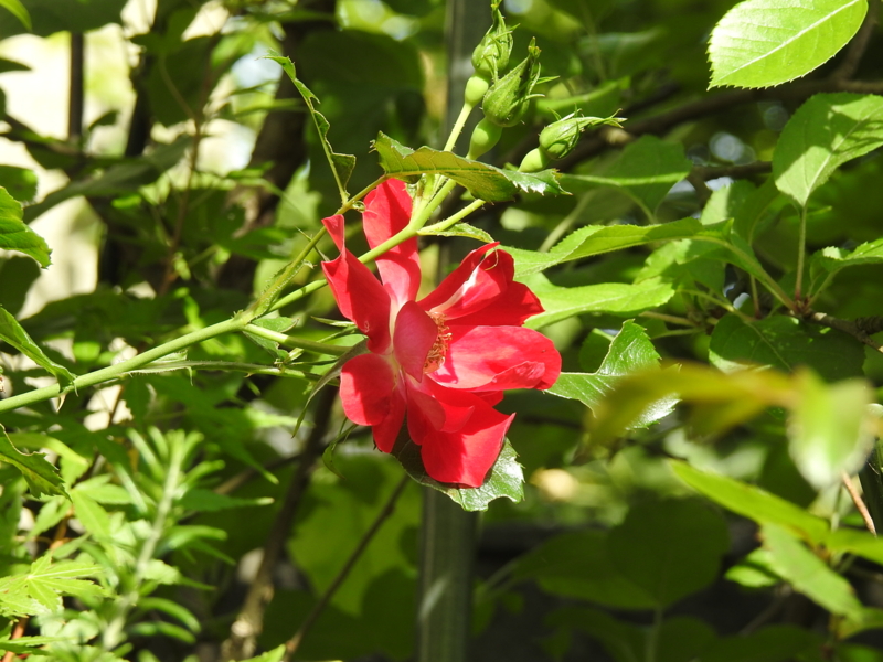 f:id:rotling:20150511085538j:image f:id:rotling:20150511085538j:image