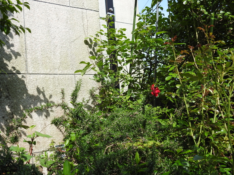 f:id:rotling:20150511085543j:image