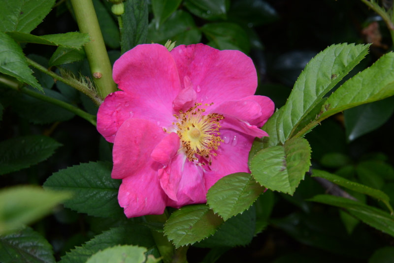 f:id:rotling:20150514121603j:image