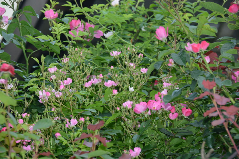 f:id:rotling:20150515062414j:image