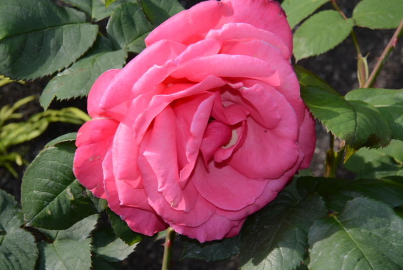 f:id:rotling:20150515082252j:image