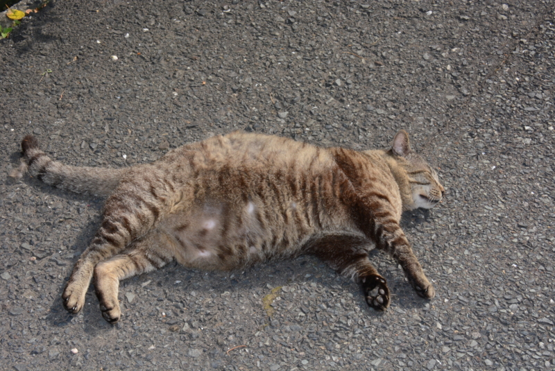 f:id:rotling:20150515082458j:image