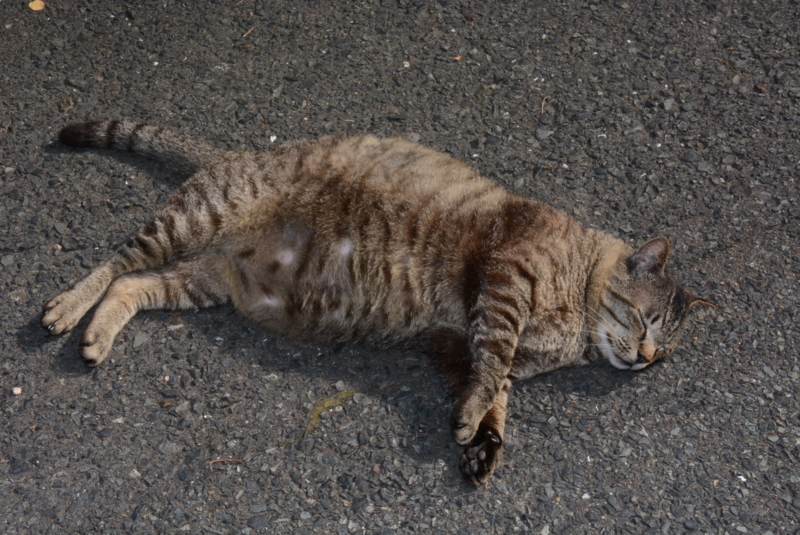 ねこ