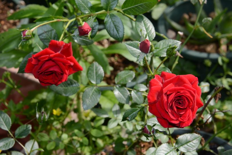 f:id:rotling:20150515082523j:image