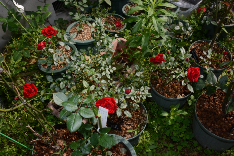 f:id:rotling:20150515082527j:image
