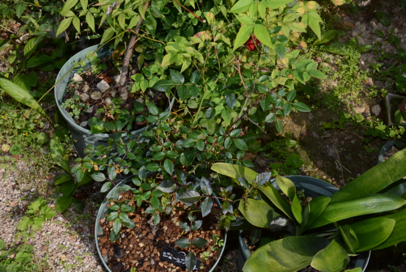 f:id:rotling:20150515082541j:image