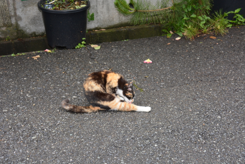 ネコ