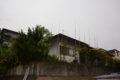 クロチク　黒竹