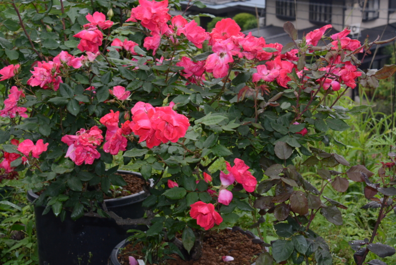 f:id:rotling:20150516130634j:image