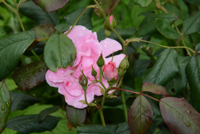f:id:rotling:20150516130738j:image