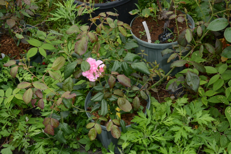 f:id:rotling:20150516130740j:image