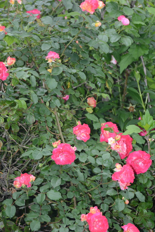f:id:rotling:20150516131019j:image