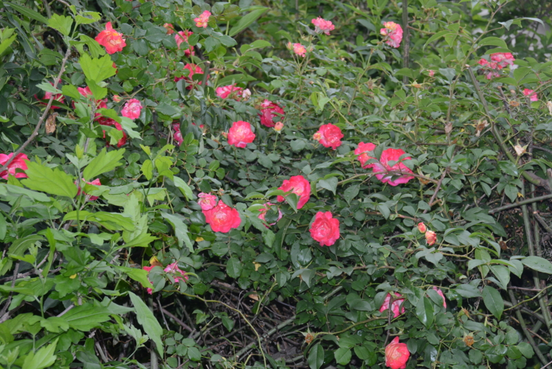 f:id:rotling:20150516131024j:image