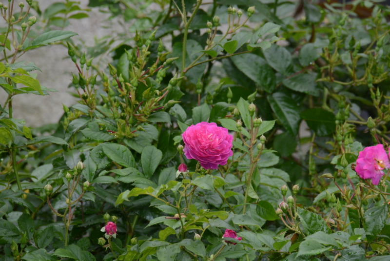 f:id:rotling:20150516131042j:image