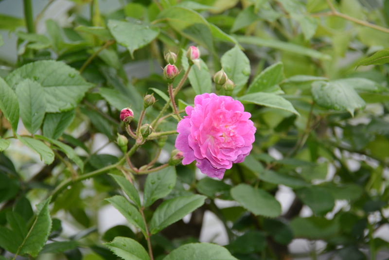 f:id:rotling:20150516133011j:image
