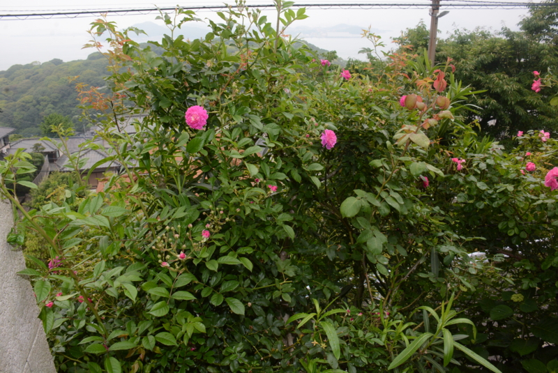 f:id:rotling:20150516133245j:image