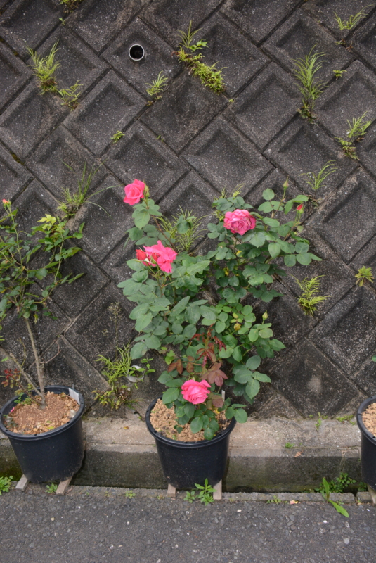 f:id:rotling:20150518082347j:image