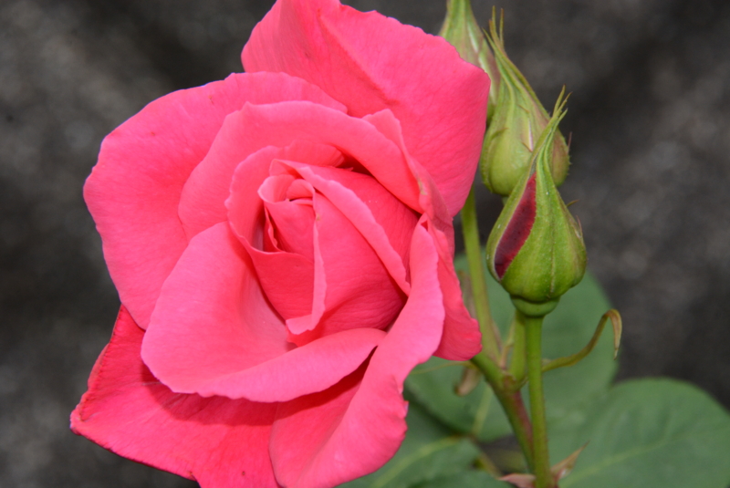 f:id:rotling:20150518082352j:image