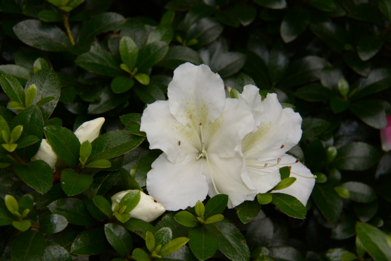 f:id:rotling:20150523110020j:image