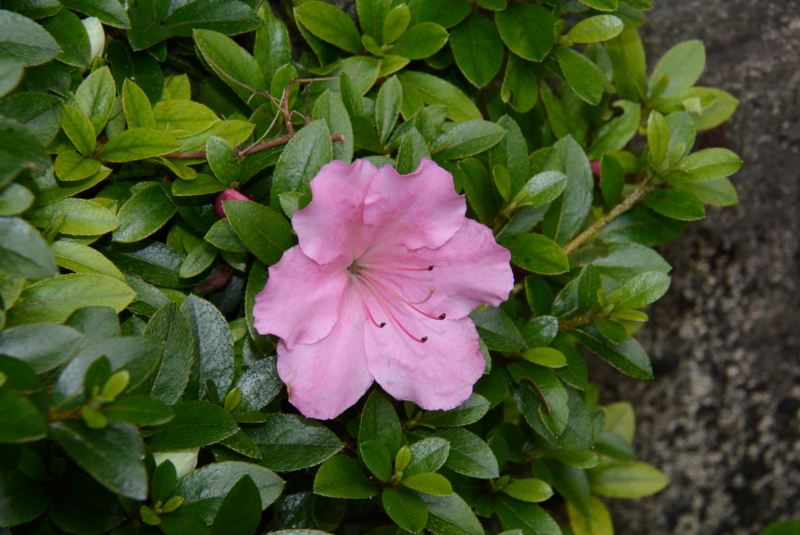 f:id:rotling:20150523110029j:image