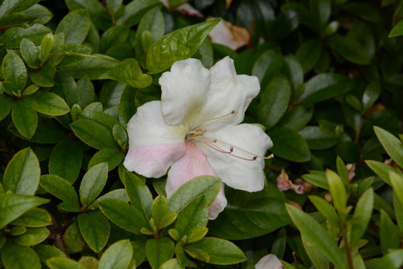 f:id:rotling:20150523110032j:image