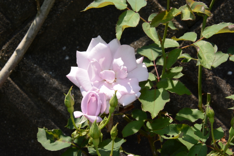 f:id:rotling:20150525103956j:image