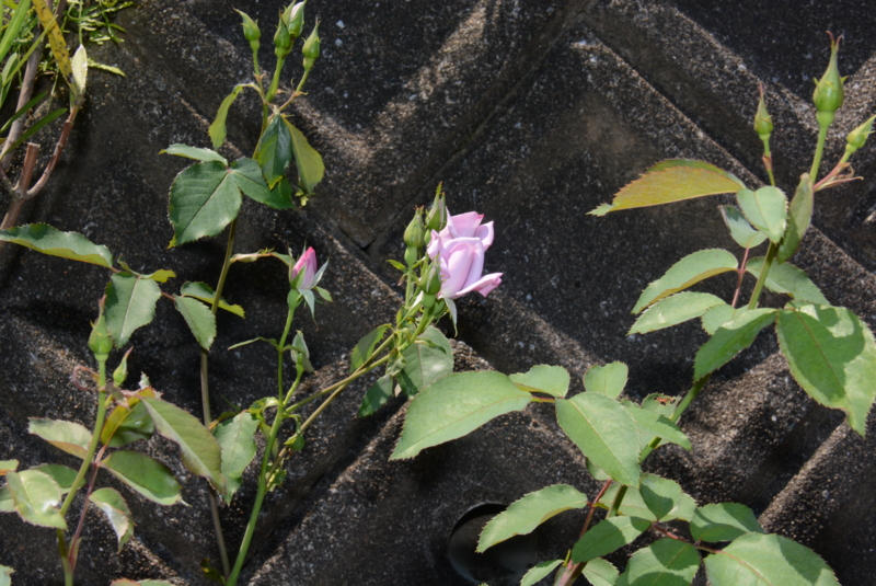 f:id:rotling:20150525104001j:image