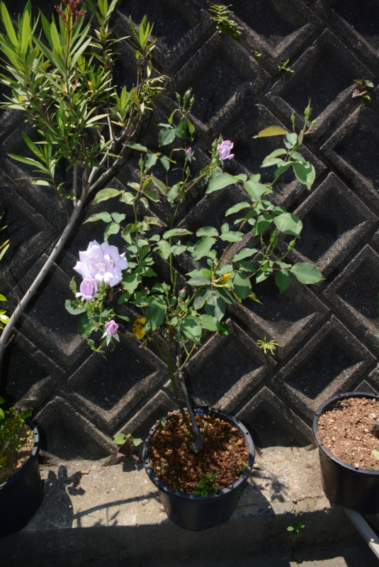f:id:rotling:20150525104003j:image