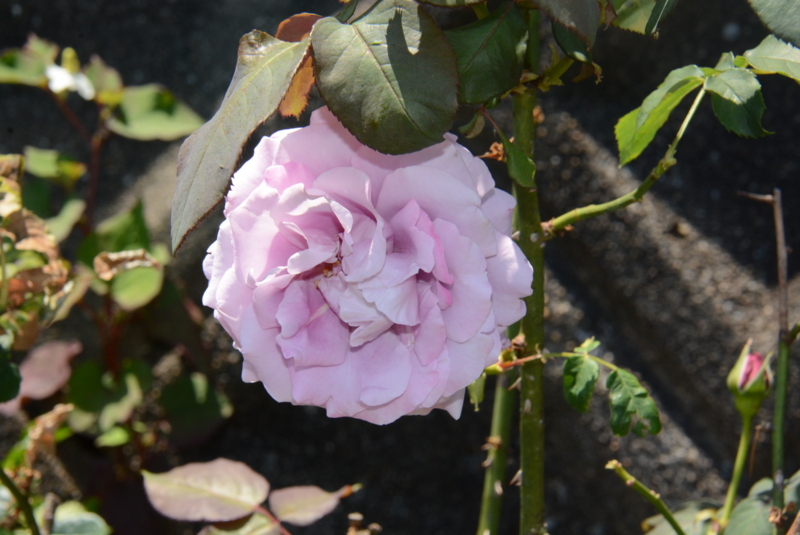 f:id:rotling:20150525104021j:image